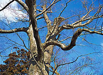 DNF世界观类魂动作RPG 《阿拉德编年史：卡赞》发布首个预告